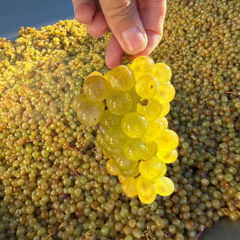 Auxerrois from MI-cropped
