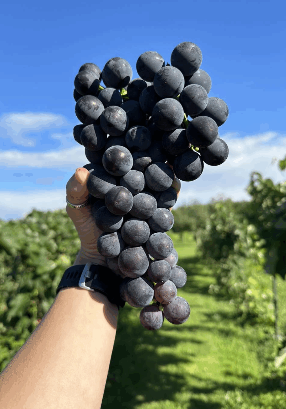 The mighty Everest grape. (Credit Woznica Orchards)