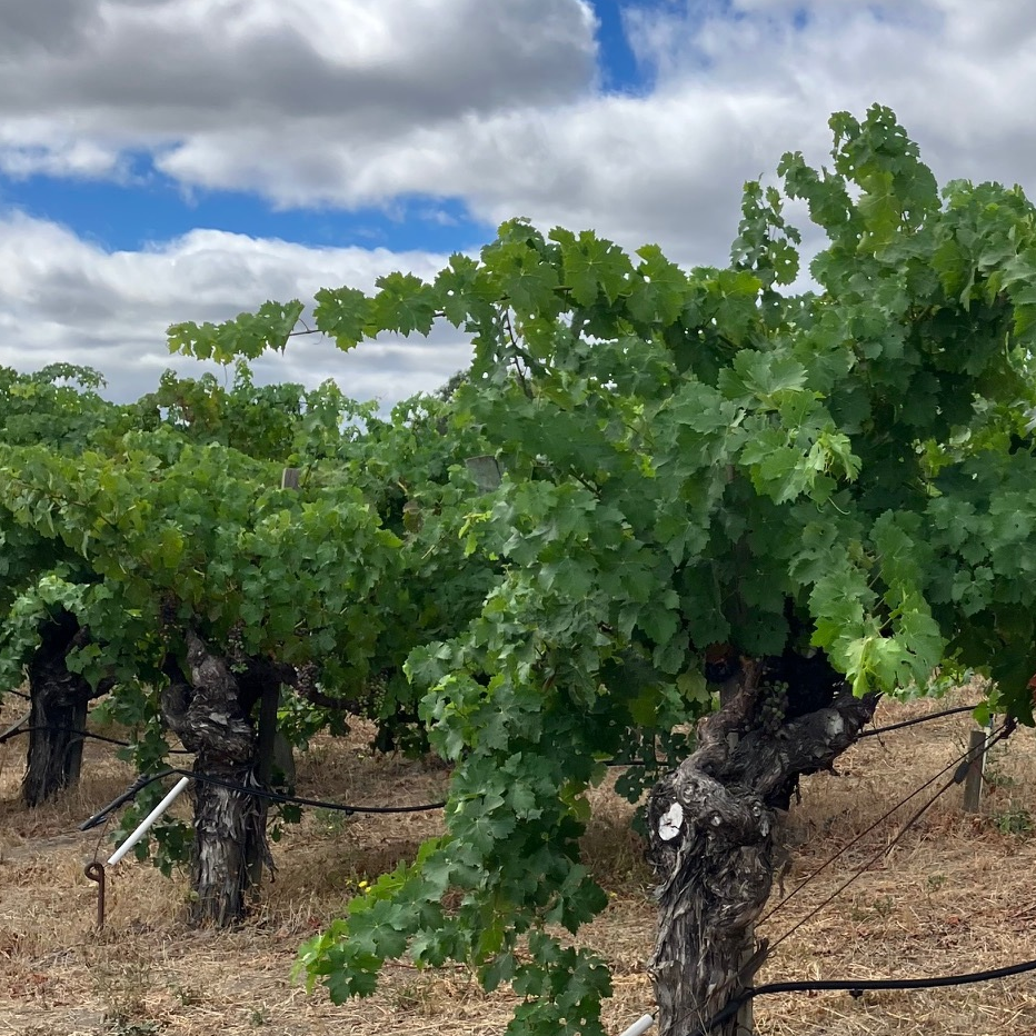 Opus One - cropped vertical