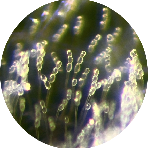 SporeImage