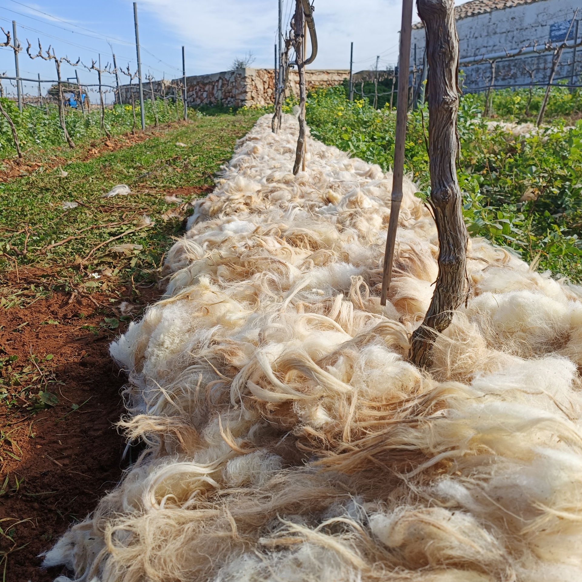 wool in the vineyard